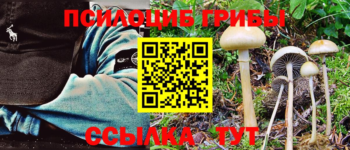 Псилоцибиновые грибы Cubensis Краснодар